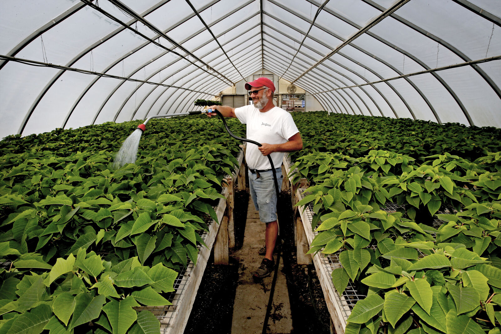 Watering Poinsettias